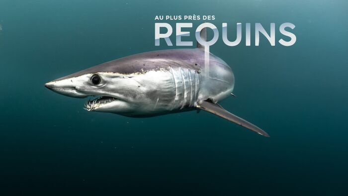 Au plus près des requins