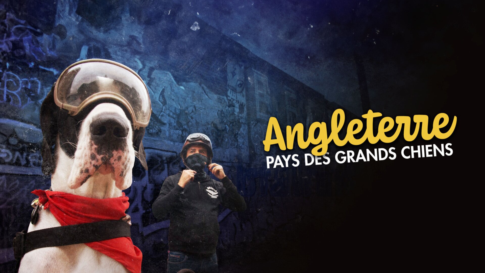 Angleterre, pays des grands chiens