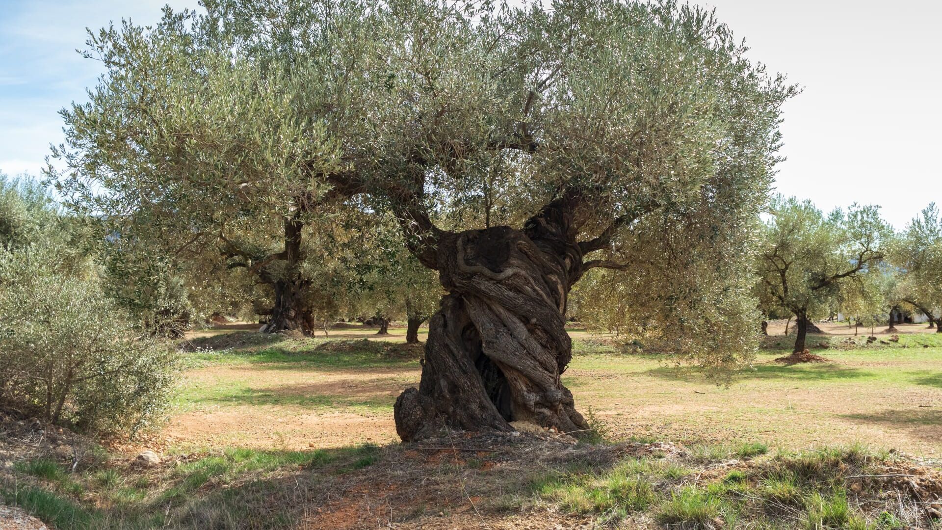 Les oliviers centenaires