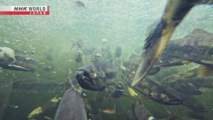 Endangered Journey: The Decline of Japan's Chum Salmon