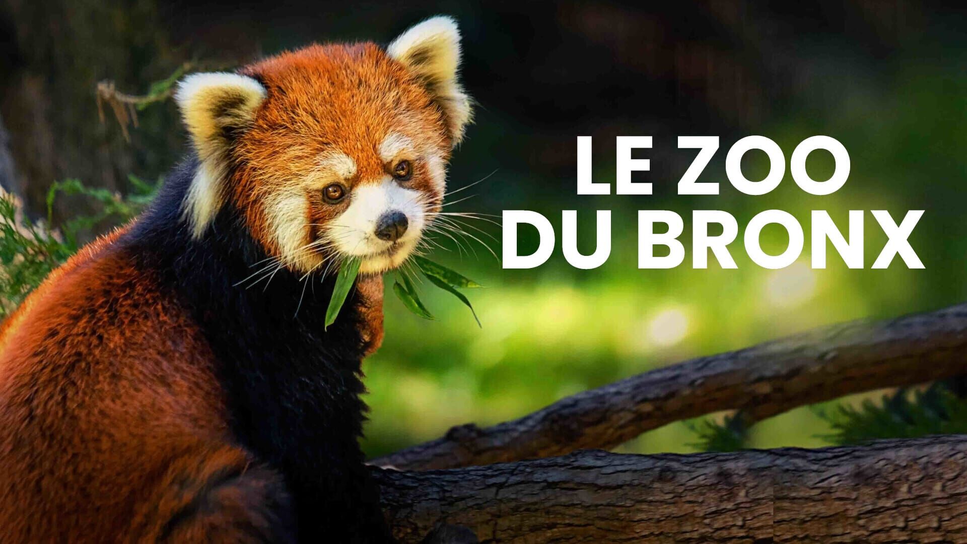 Loutre sous l'eau