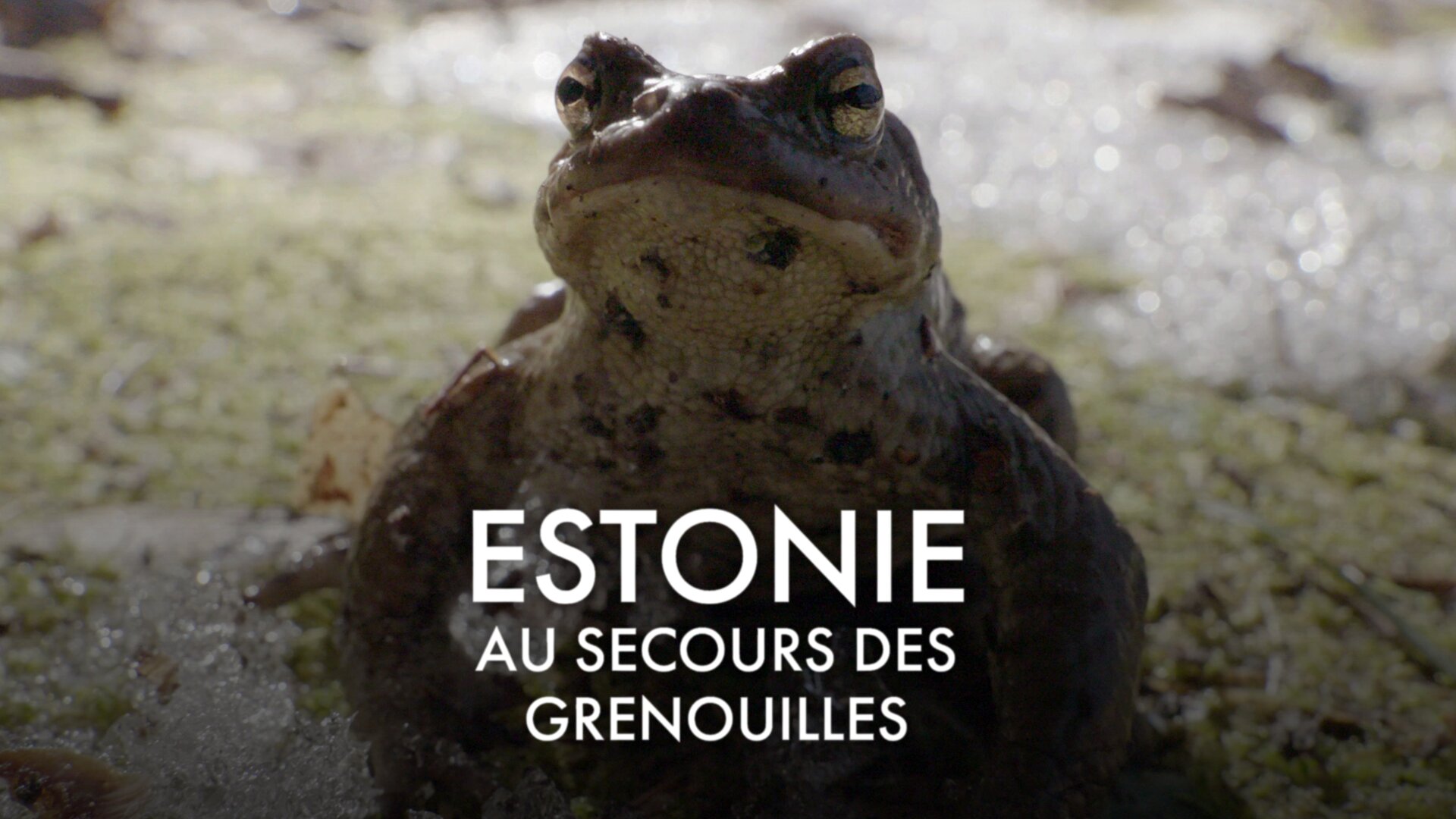 Estonie, au secours des grenouilles