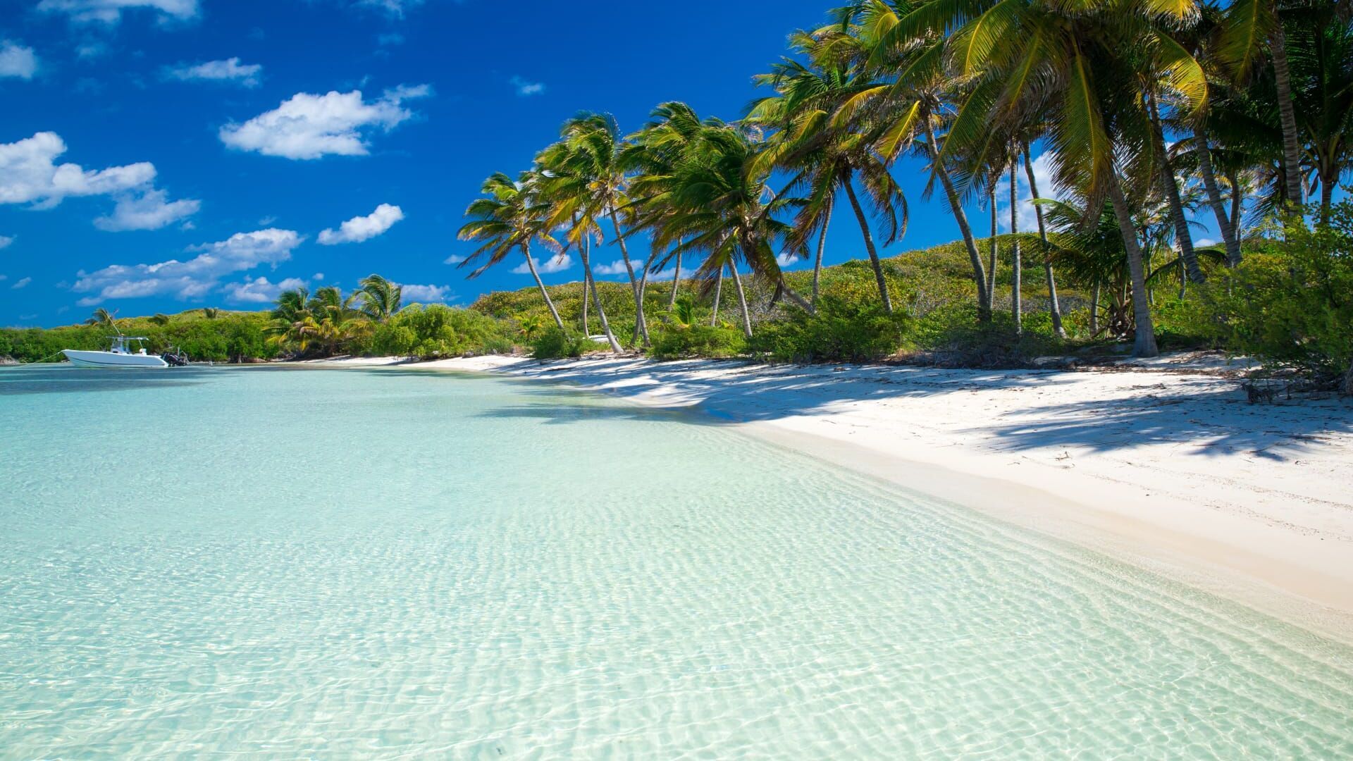 Caribbean vibes