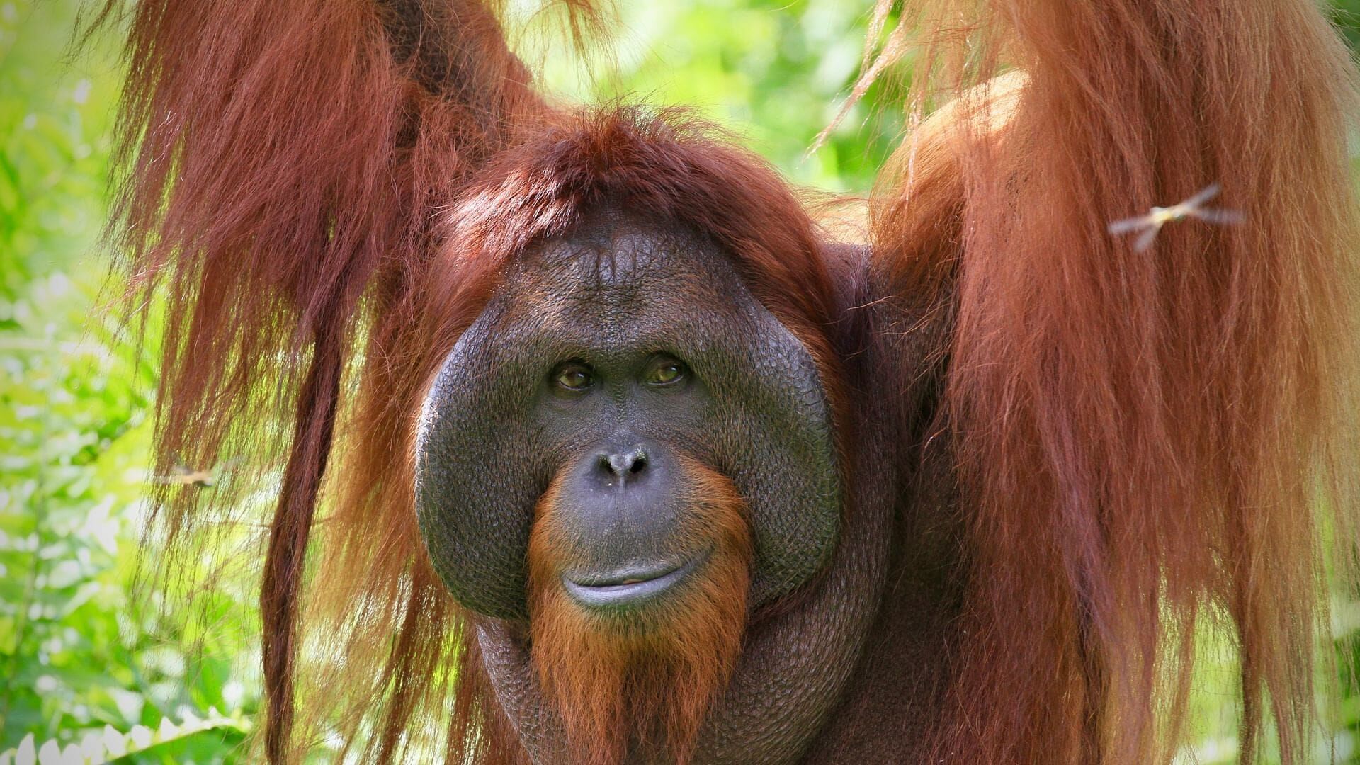 Protéger le plus rare des primates