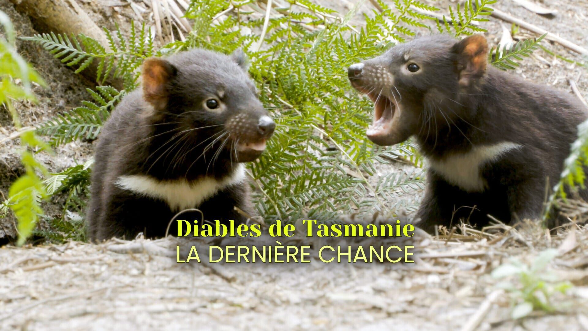 Diables de Tasmanie, la dernière chance