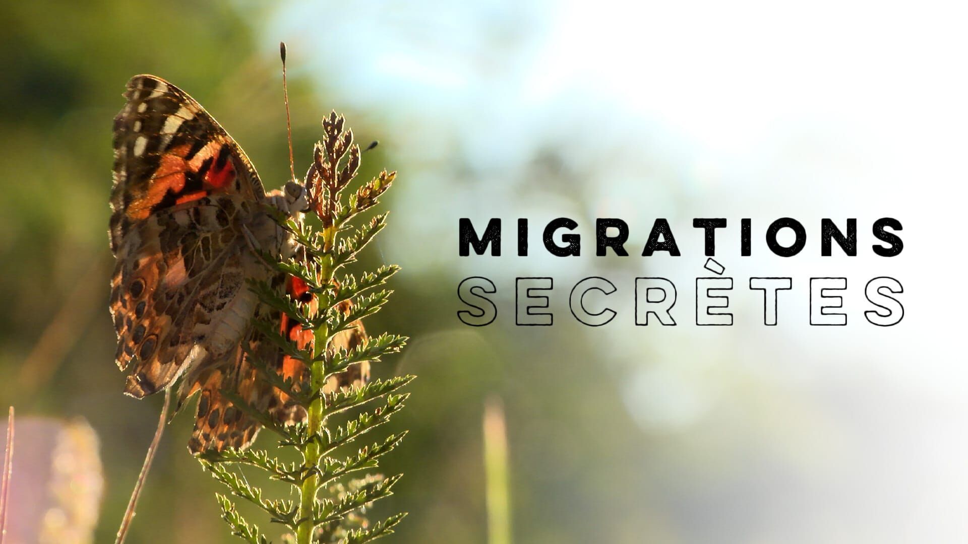 Le faucon d'Eléonore