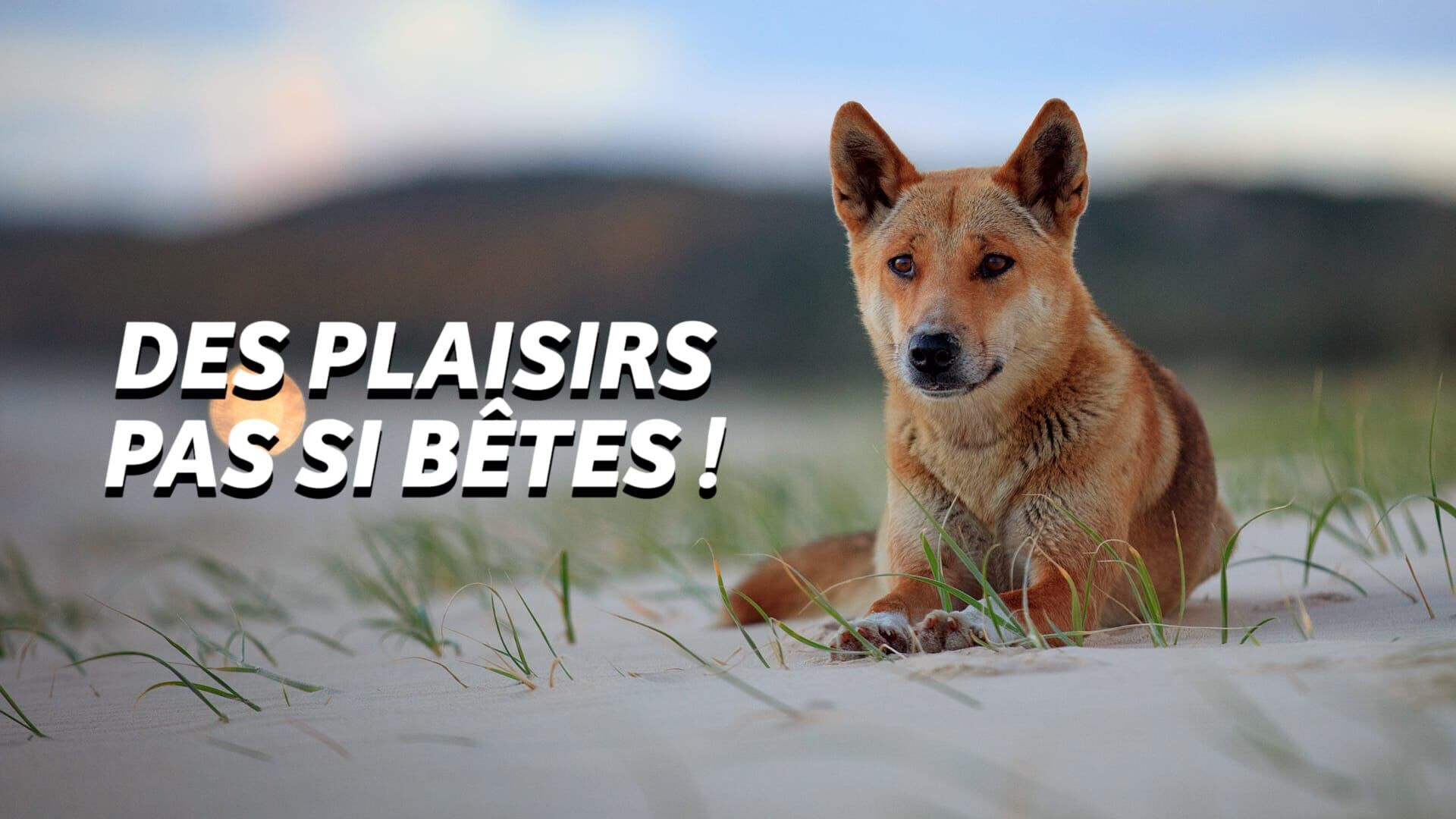 Des plaisirs pas si bêtes