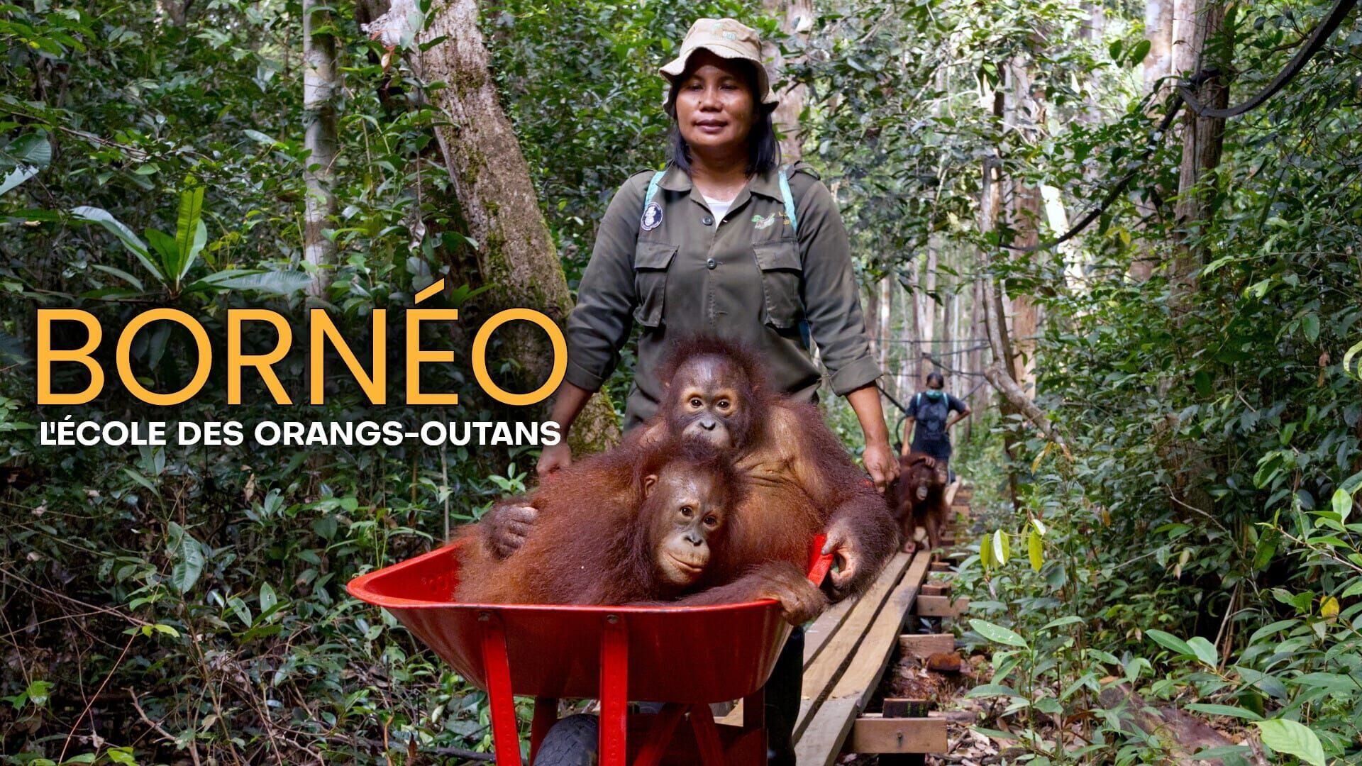 Bornéo, l'école des orangs-outans