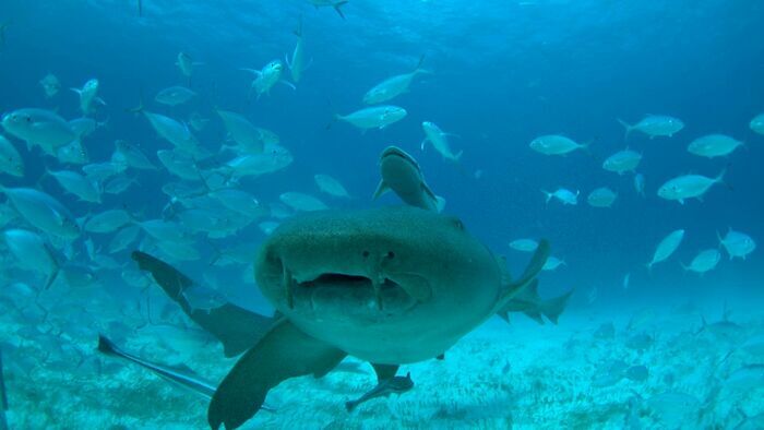 Mega requin-marteau