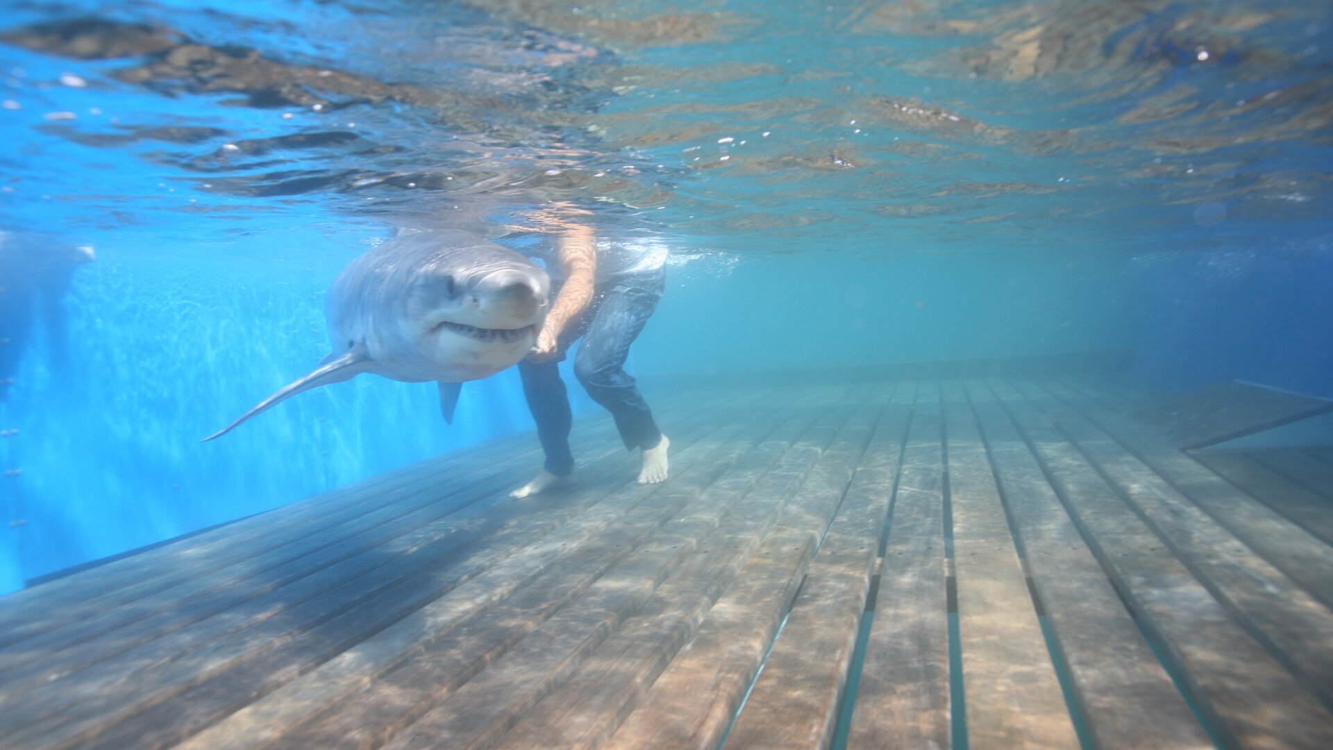 L'aquarium de requins