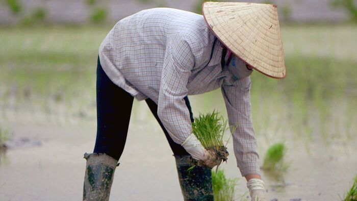 Vietnam, le maître de médecine