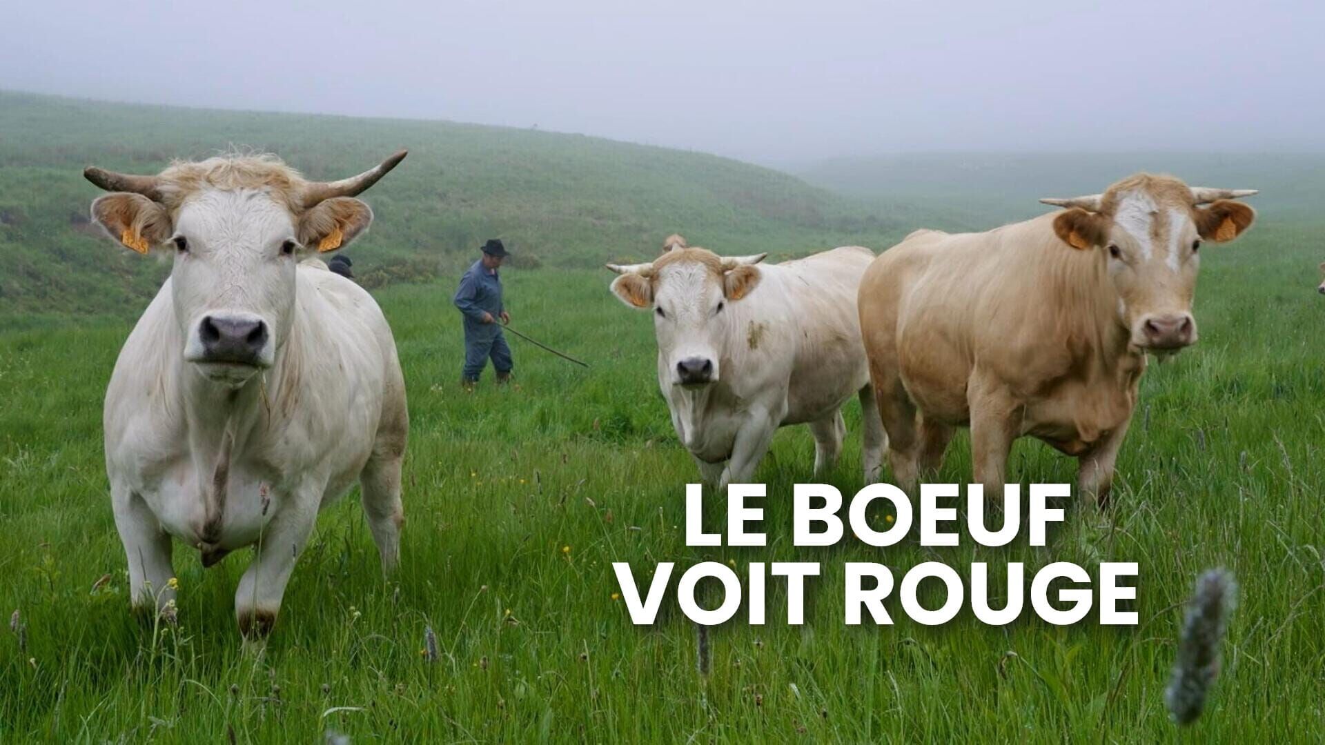 Le boeuf voit rouge