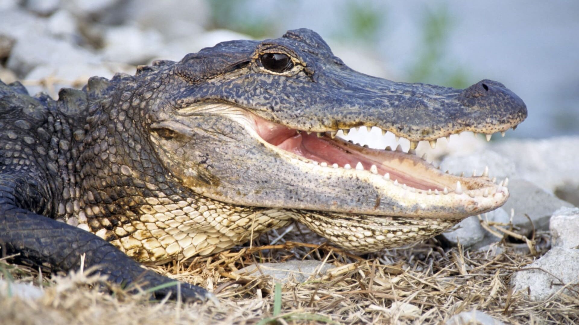 Floride, la côte des crocodiles