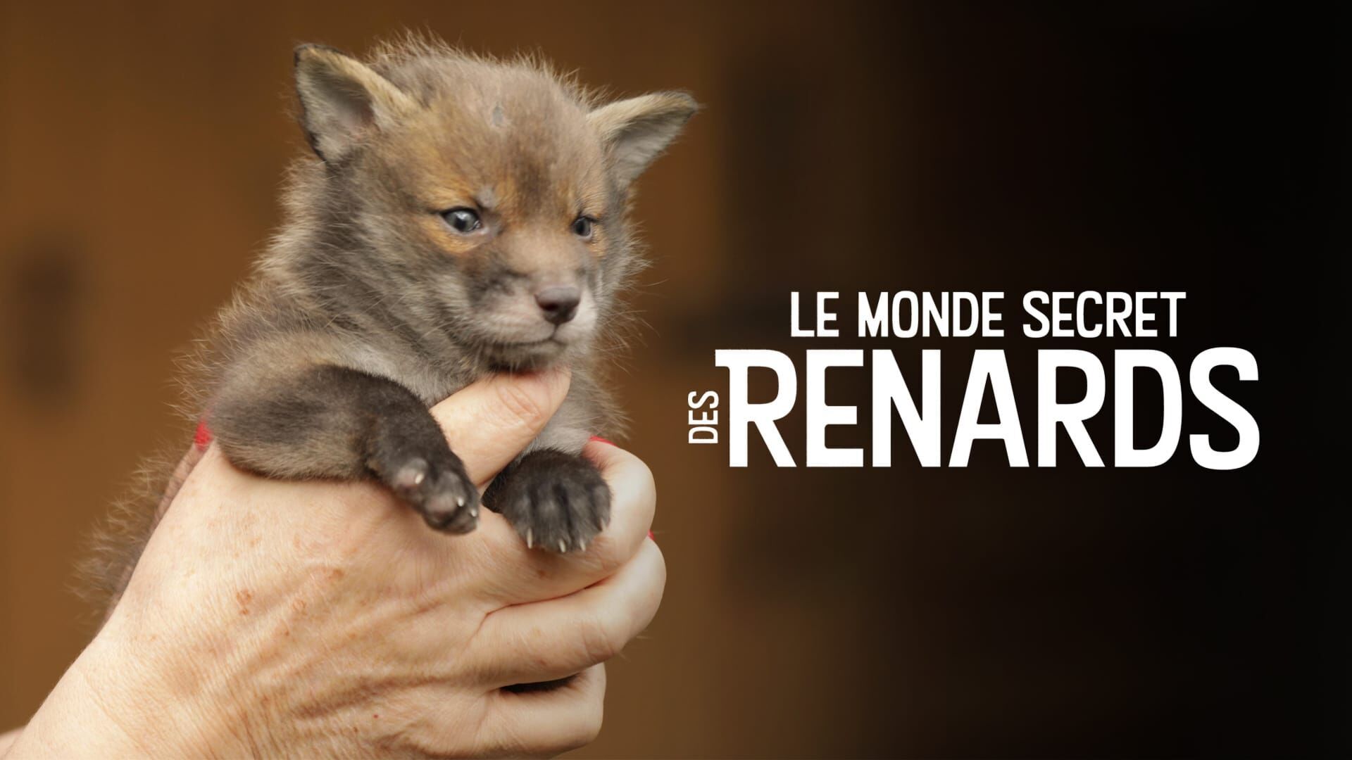 Le monde secret des renards