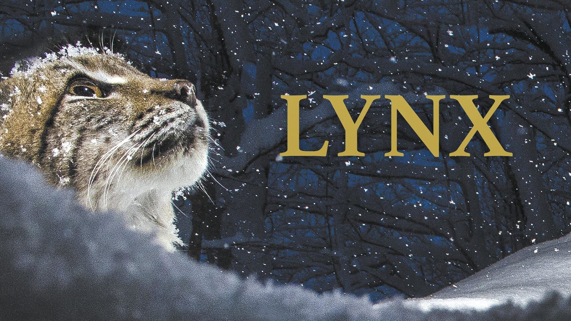Lynx