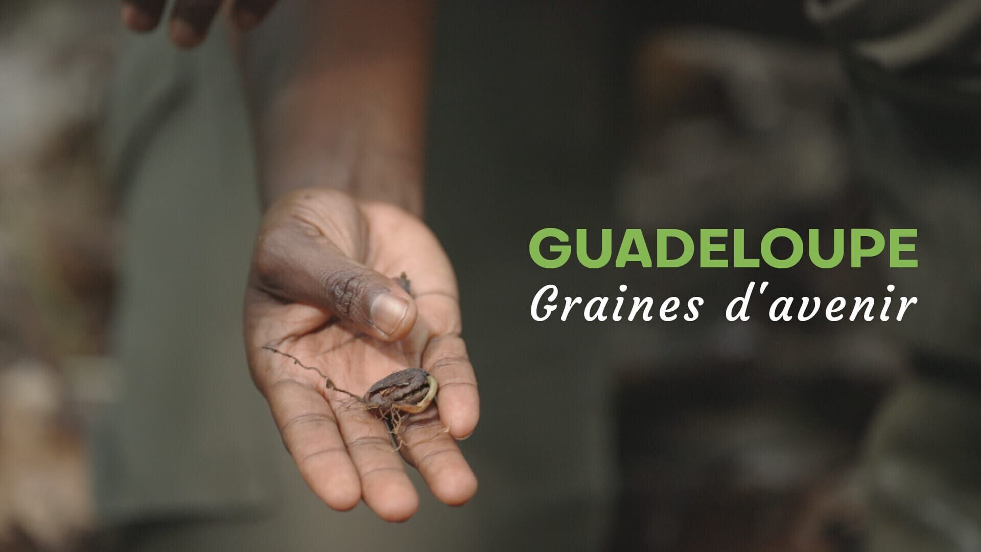 Guadeloupe : graines d'avenir
