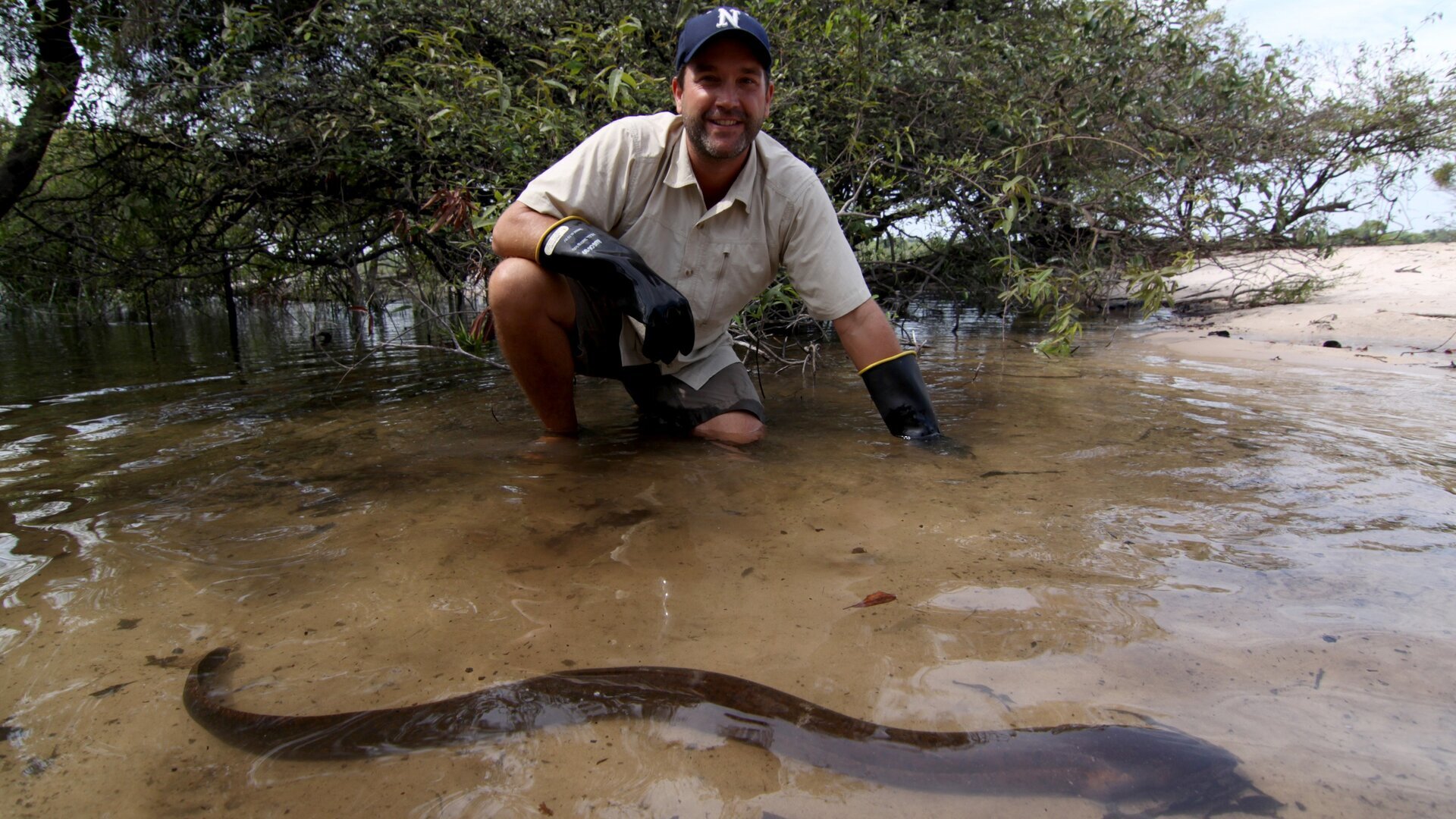 Anguille électrique