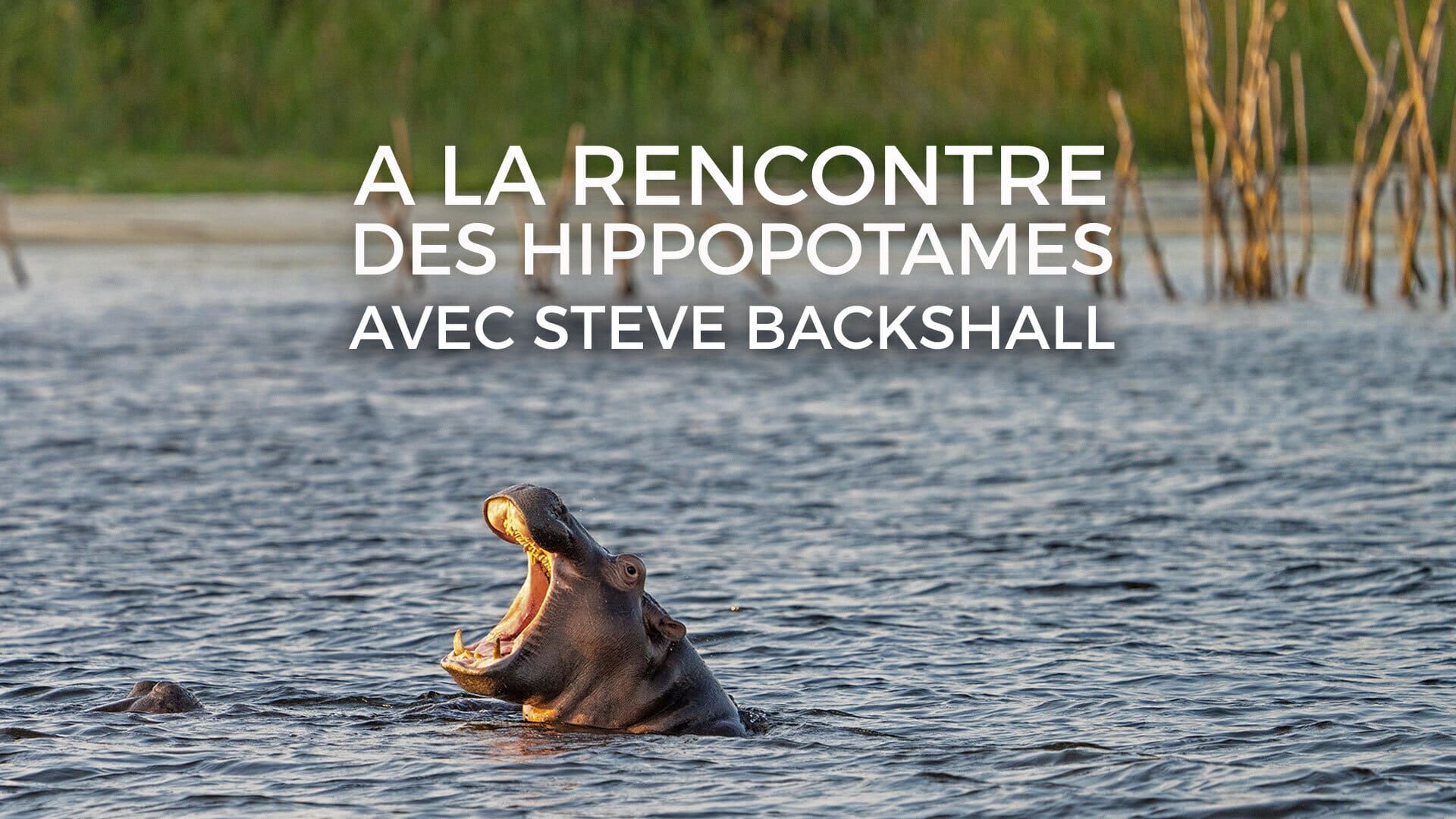 A la rencontre des hippopotames avec Steve Backshall