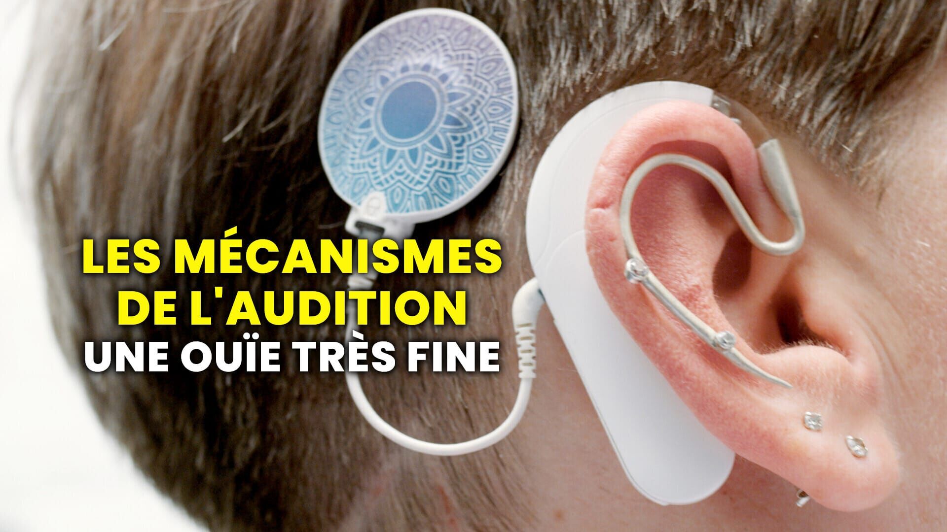 Les mécanismes de l'audition : Une ouïe très fine
