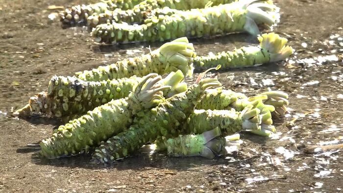 Wasabi