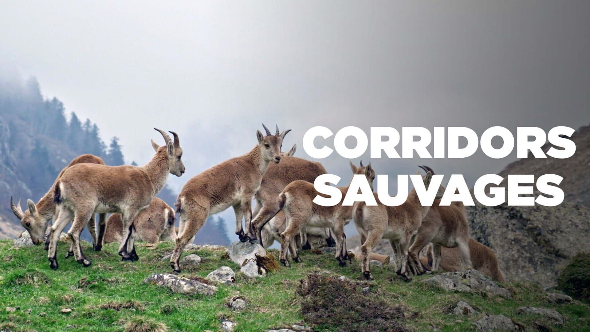 Vivre avec les ours des Carpates