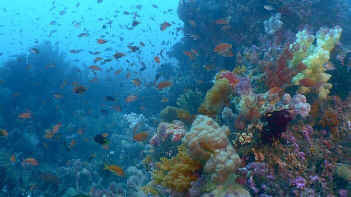 Lembeh & Manado