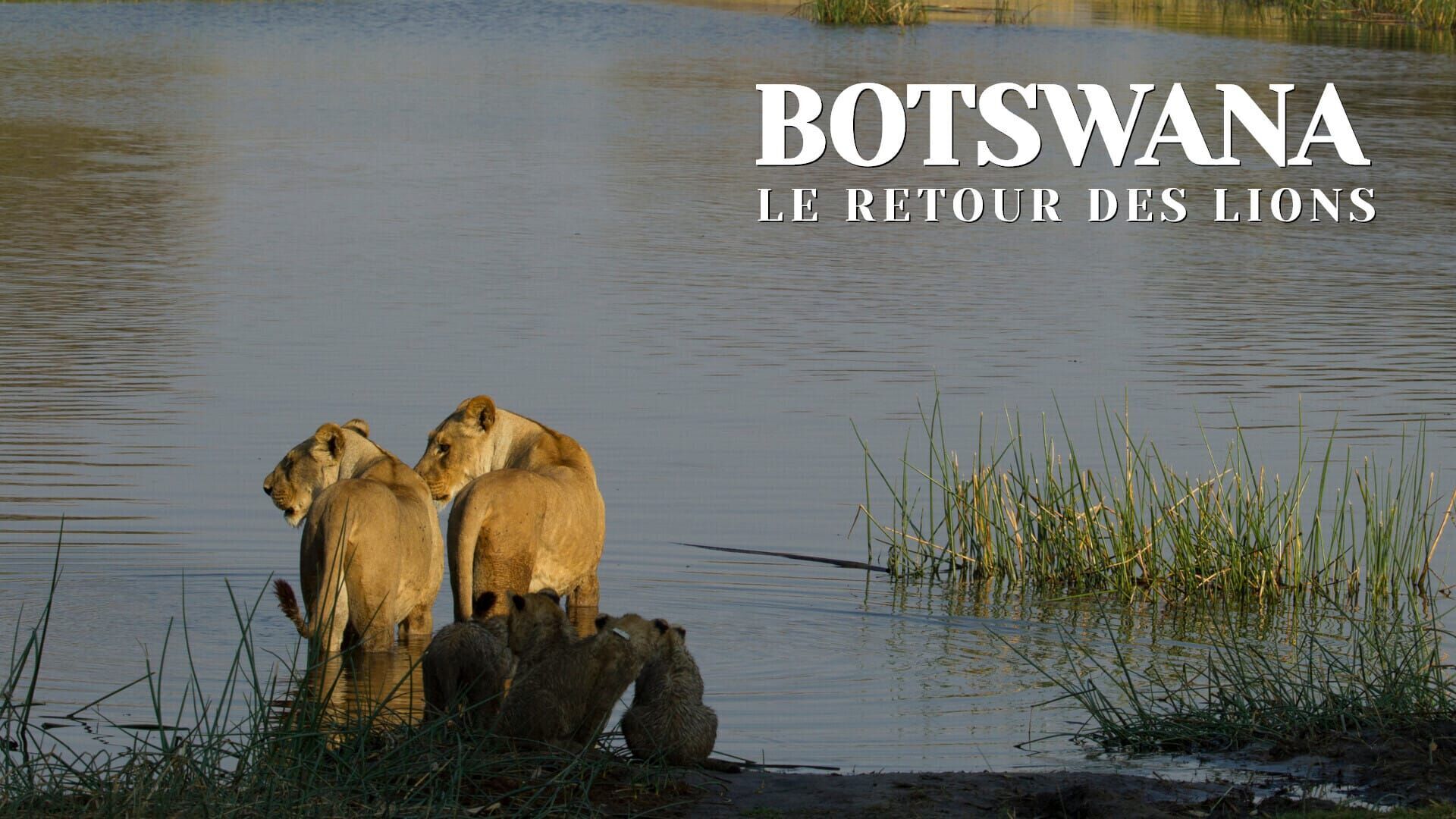 Botswana, le retour des lions
