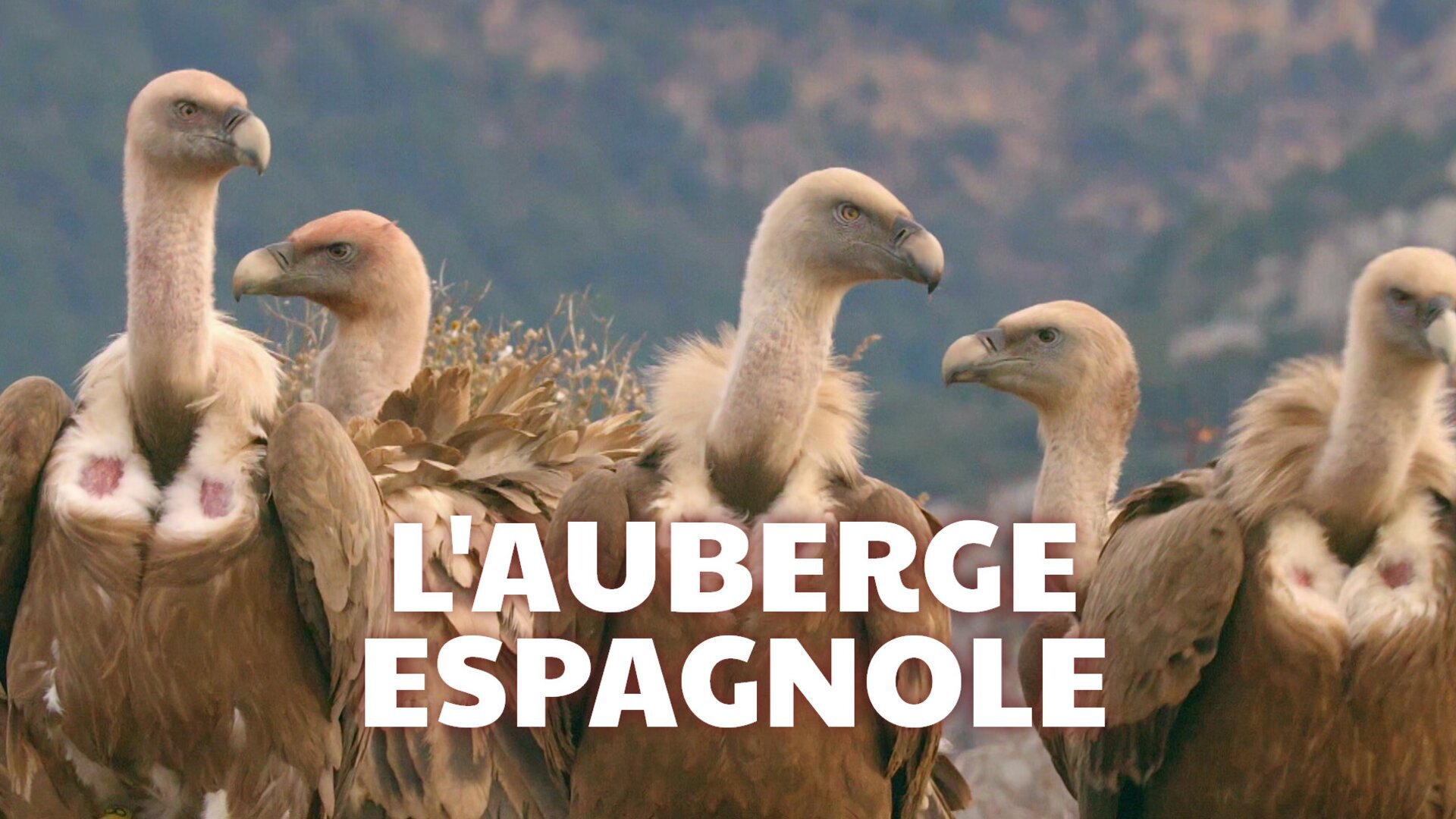 L'auberge espagnole