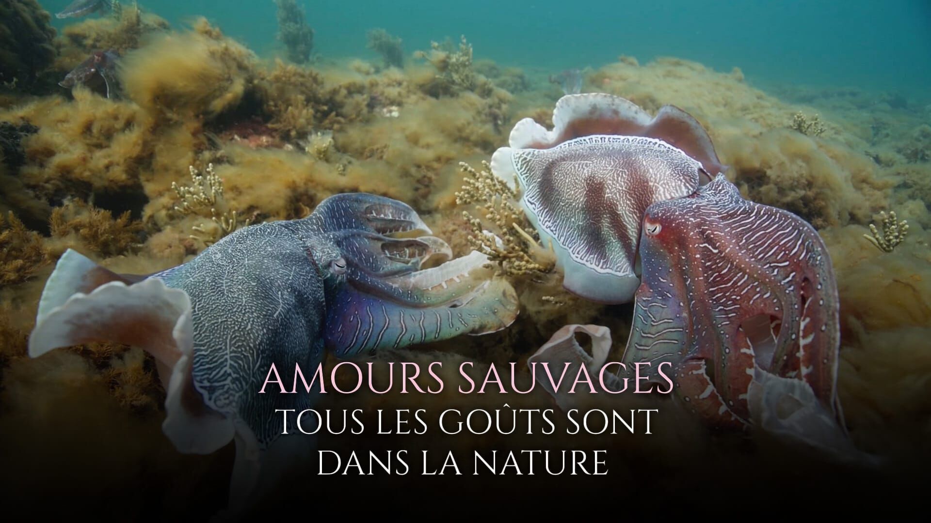 Amours sauvages : tous les goûts sont dans la nature