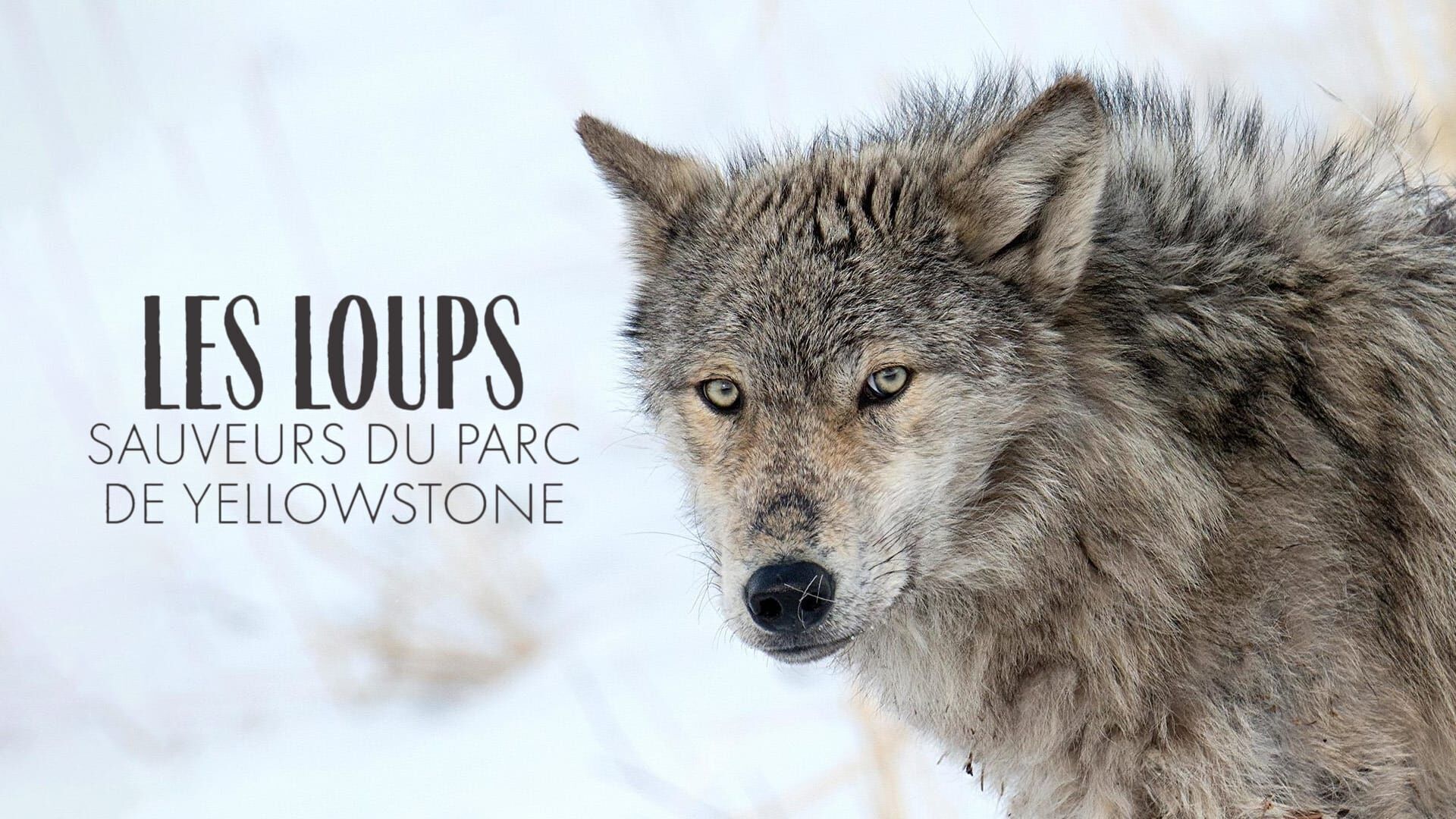 Les loups, sauveurs du parc de Yellowstone