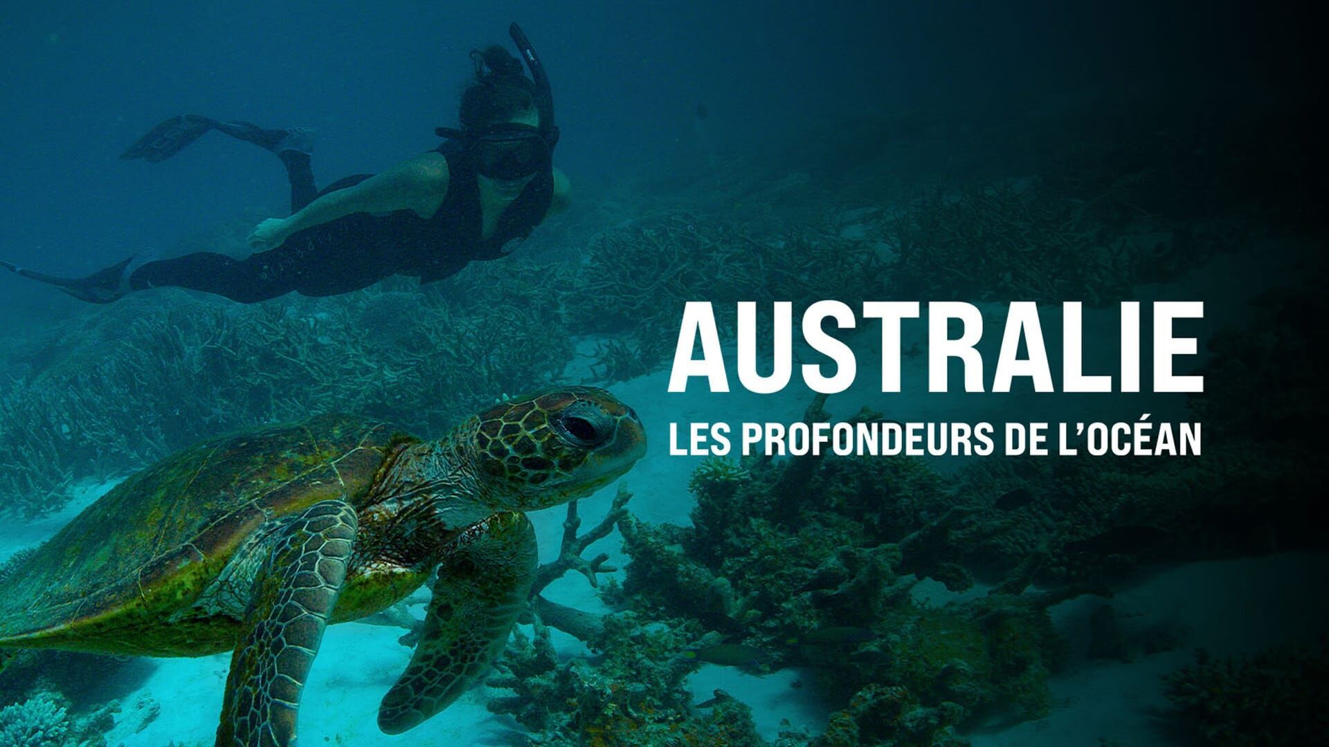 Plongée dans les eaux froides du sud