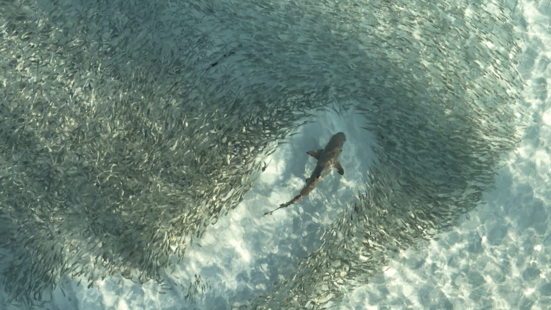 The Logic of the Many - The Swarm Principle
