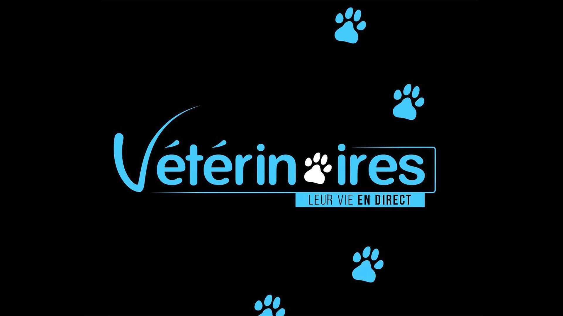 L'accident de voiture de Jack le husky