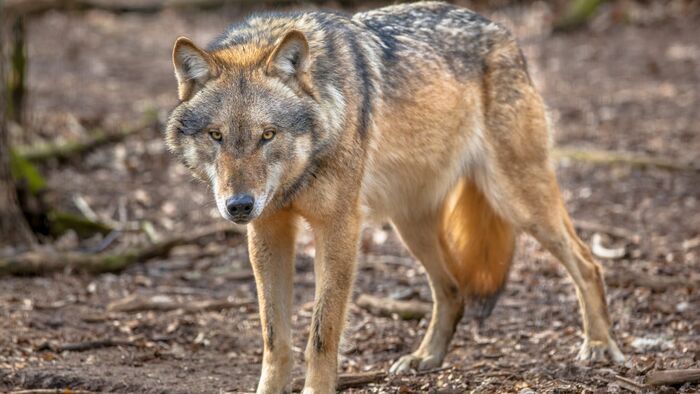 Des chiens sur la piste des loups