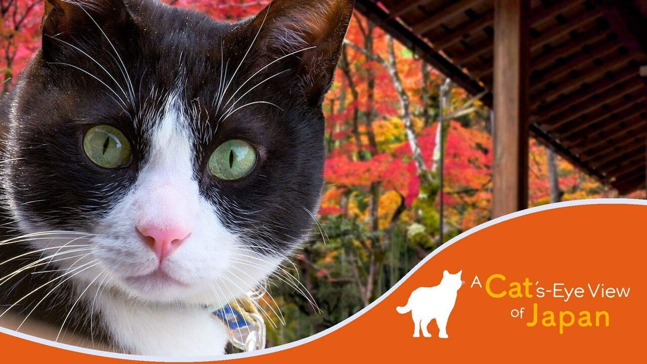 Ehime: Cats in a Literary Town