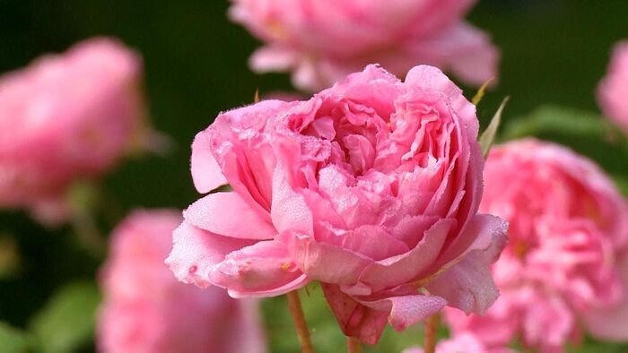 Les saveurs des fleurs