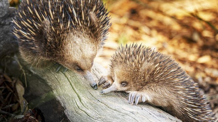 Wombats en danger