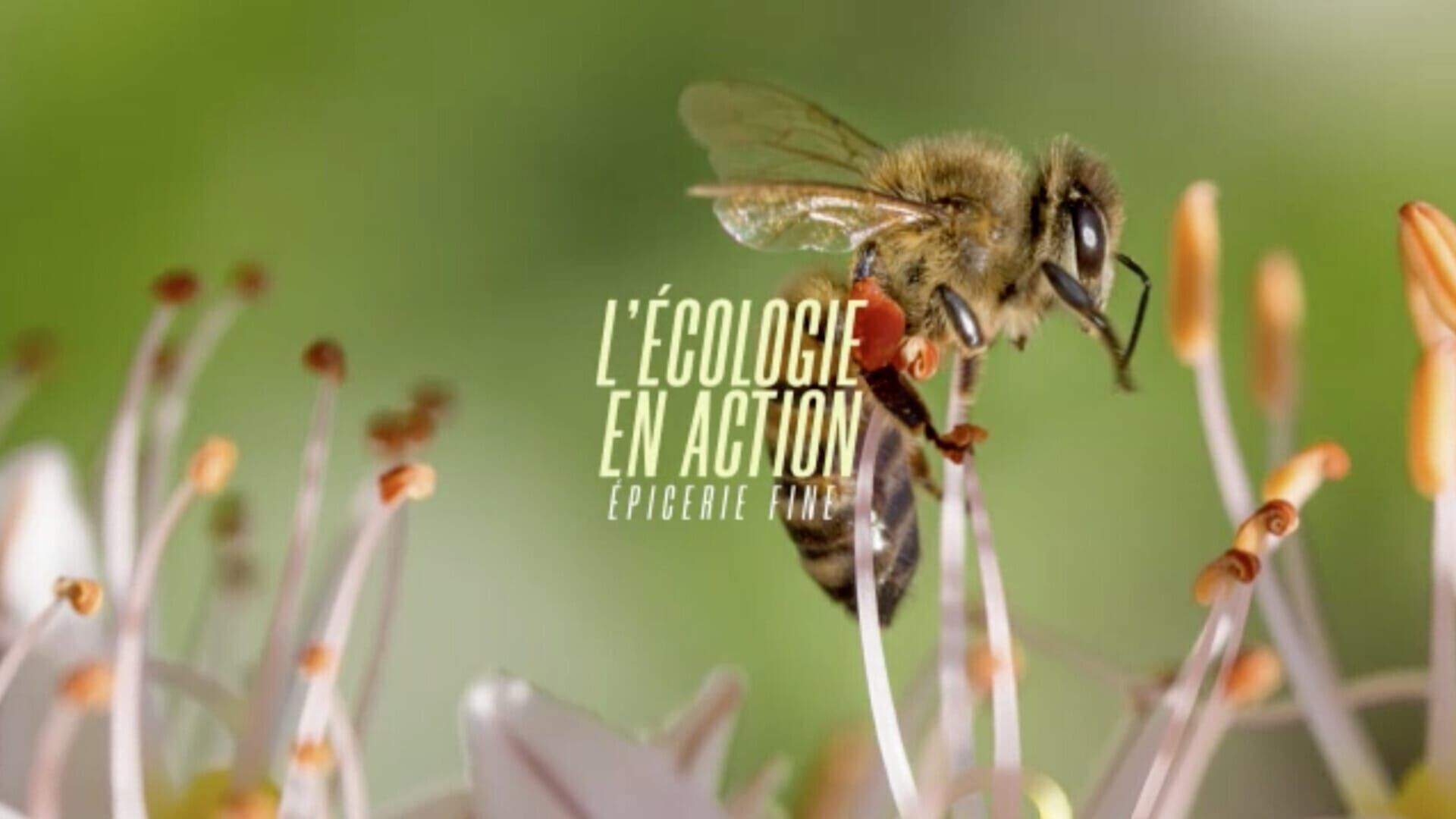 L'écologie en action