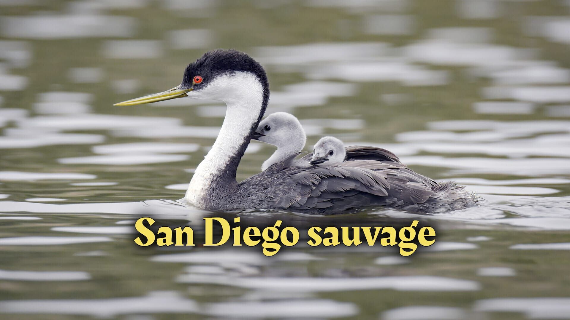 San Diego sauvage