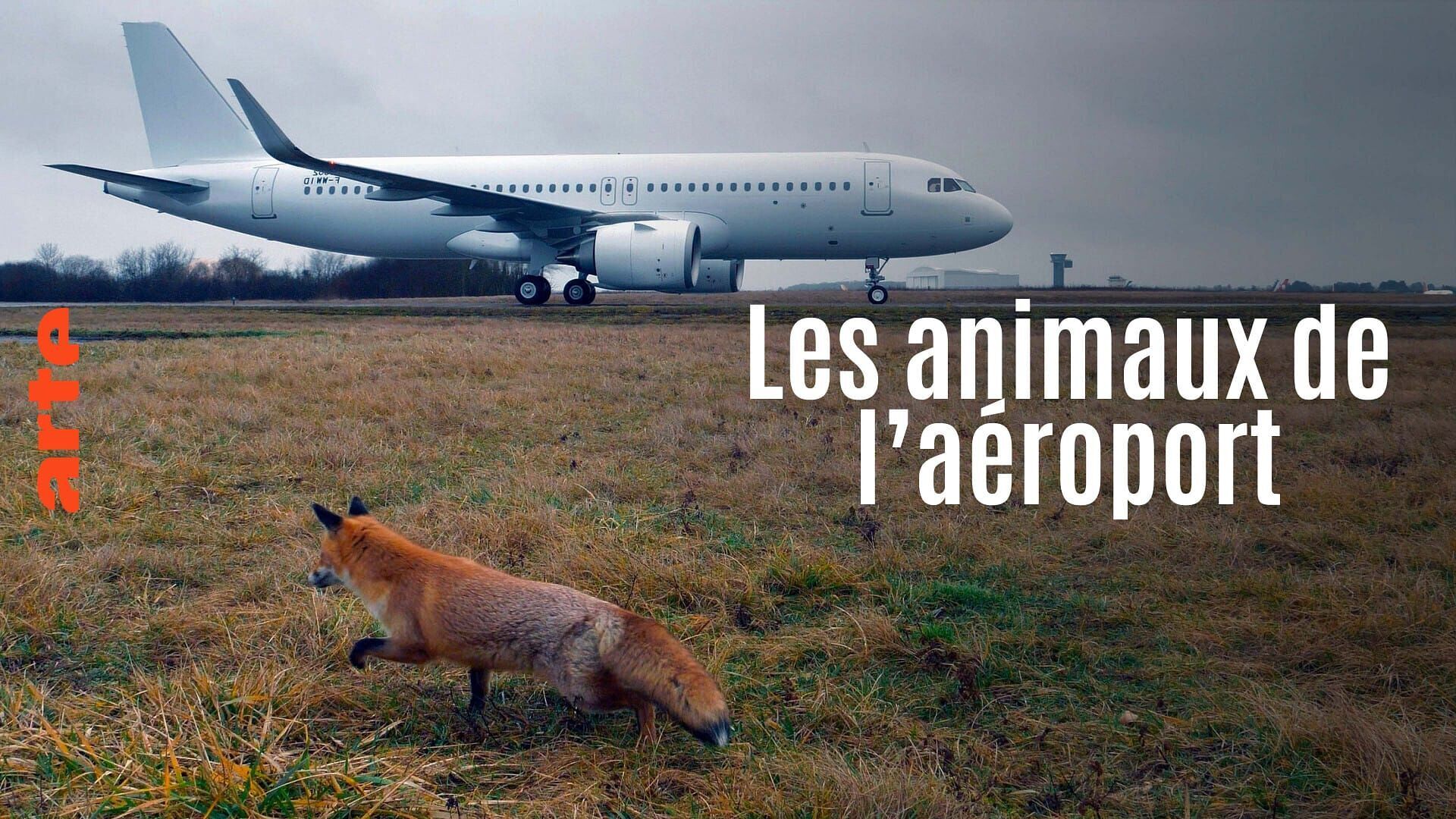 Les animaux de l'aéroport