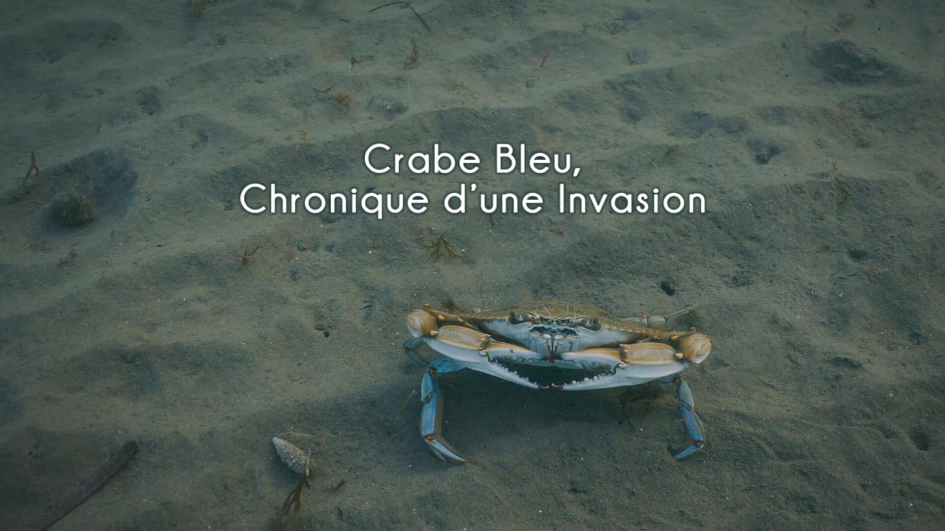 Crabe bleu, chronique d'une invasion