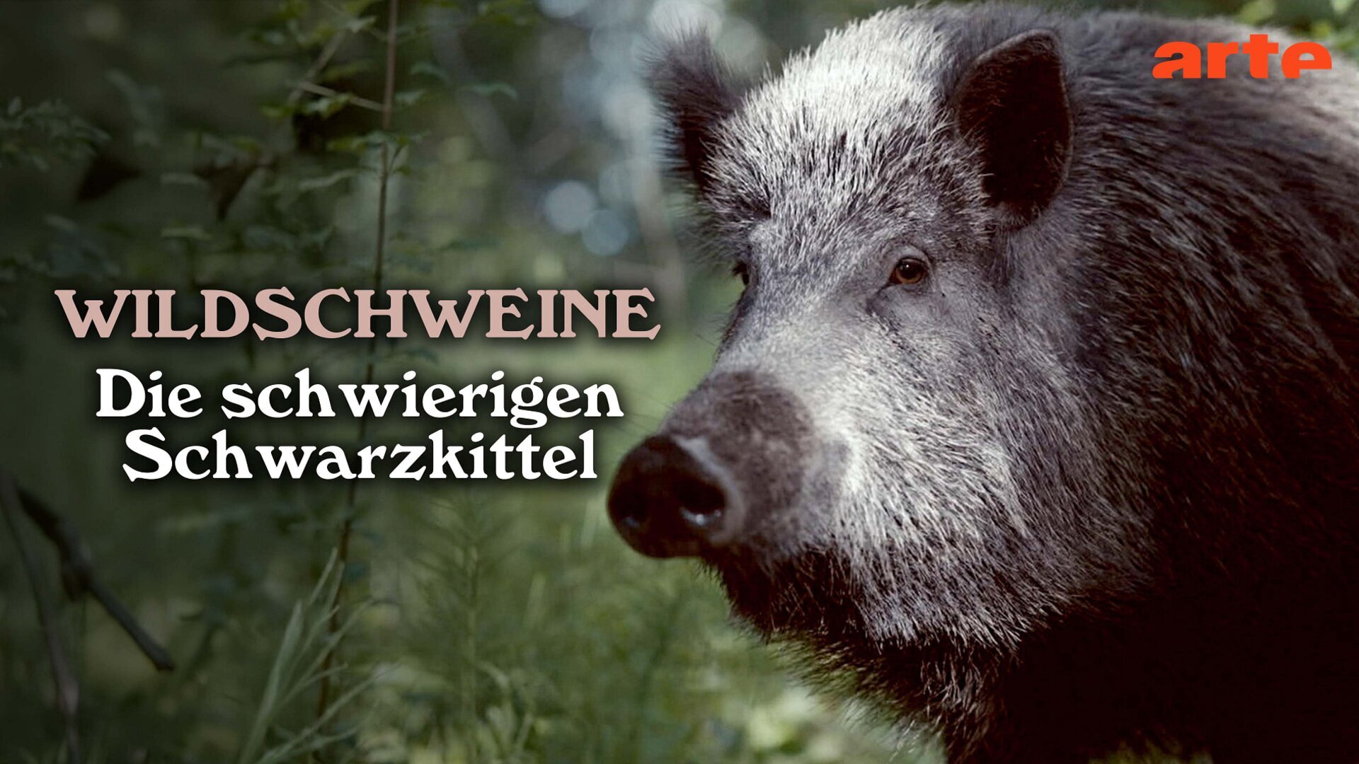 Sanglier, la bête noire