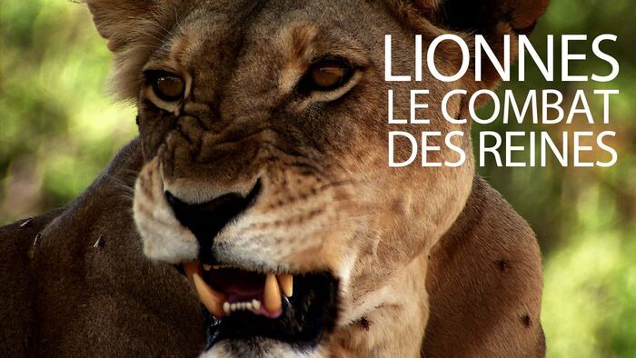 Lionnes, le combat des reines