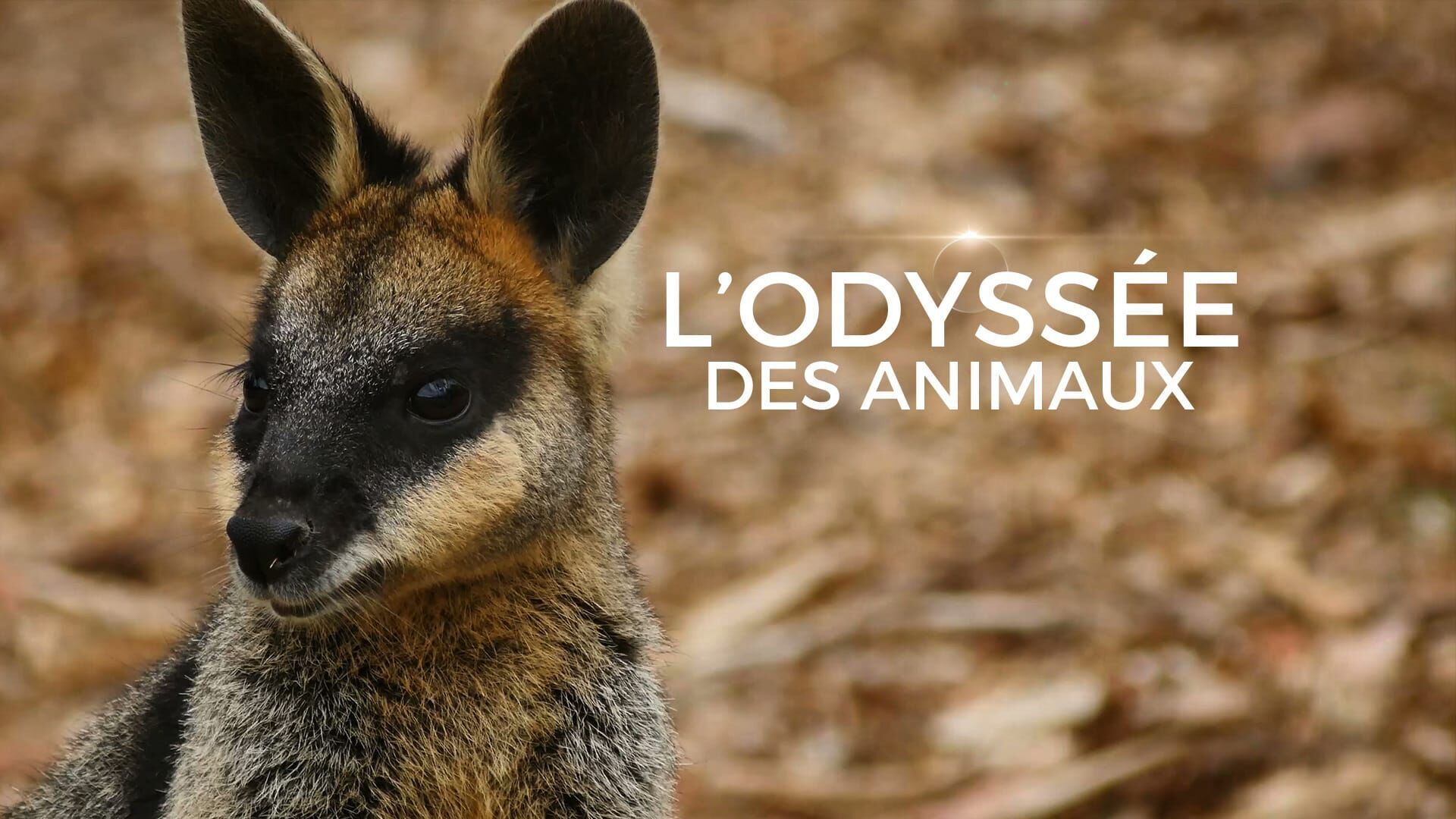 Le voyage du kangourou d'Australie