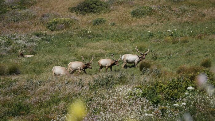 The Tule Elk Chronicles
