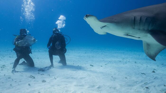 Ross Edgley vs Requins