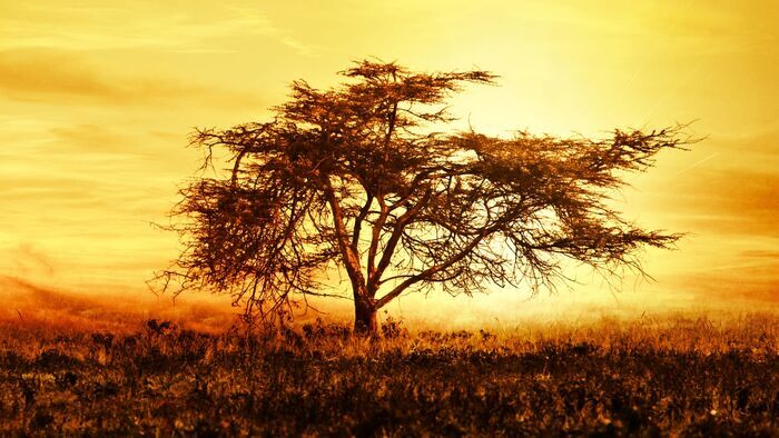 Africa Avant Garde