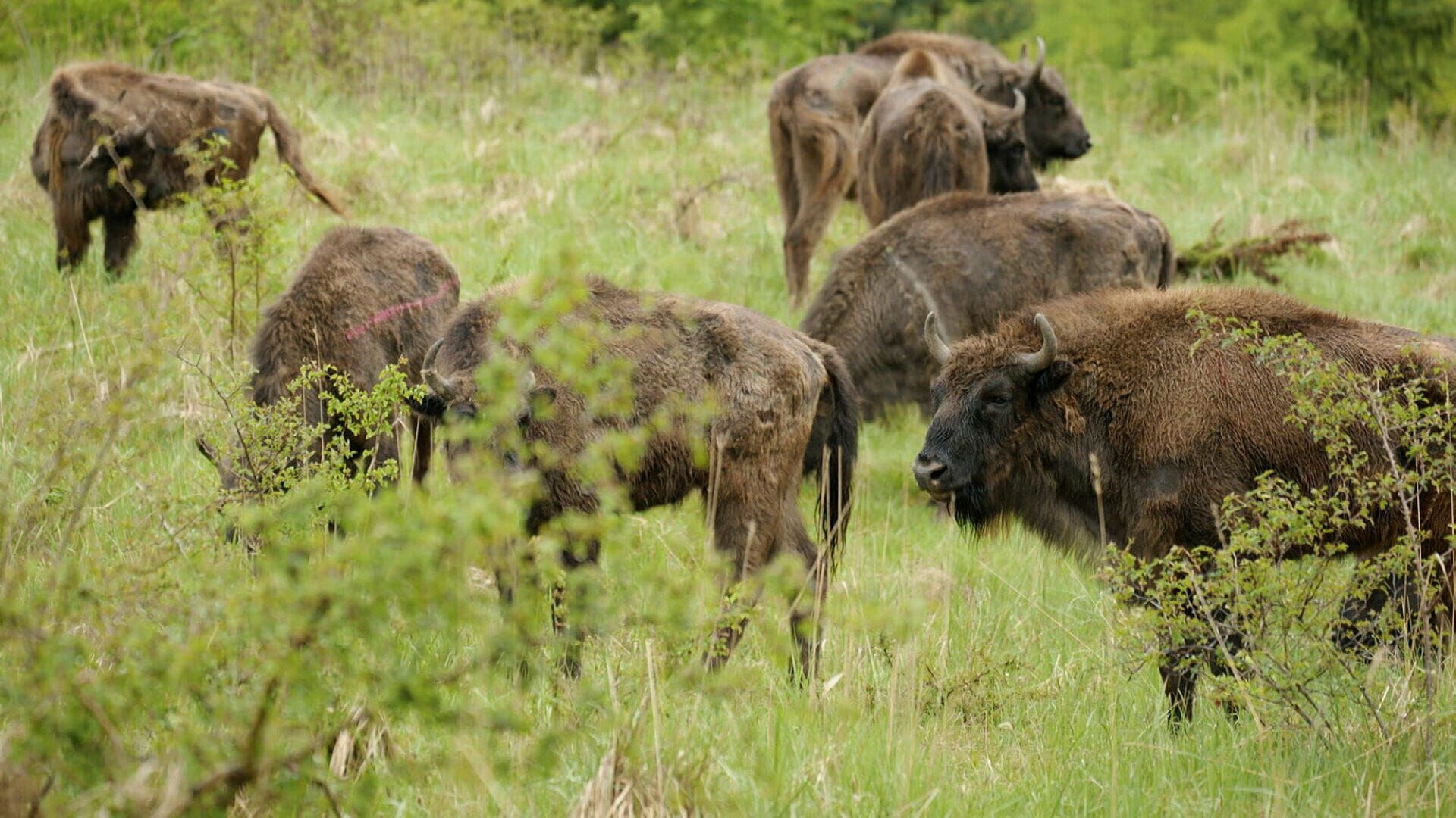 Réensauvagement : Retour à la nature