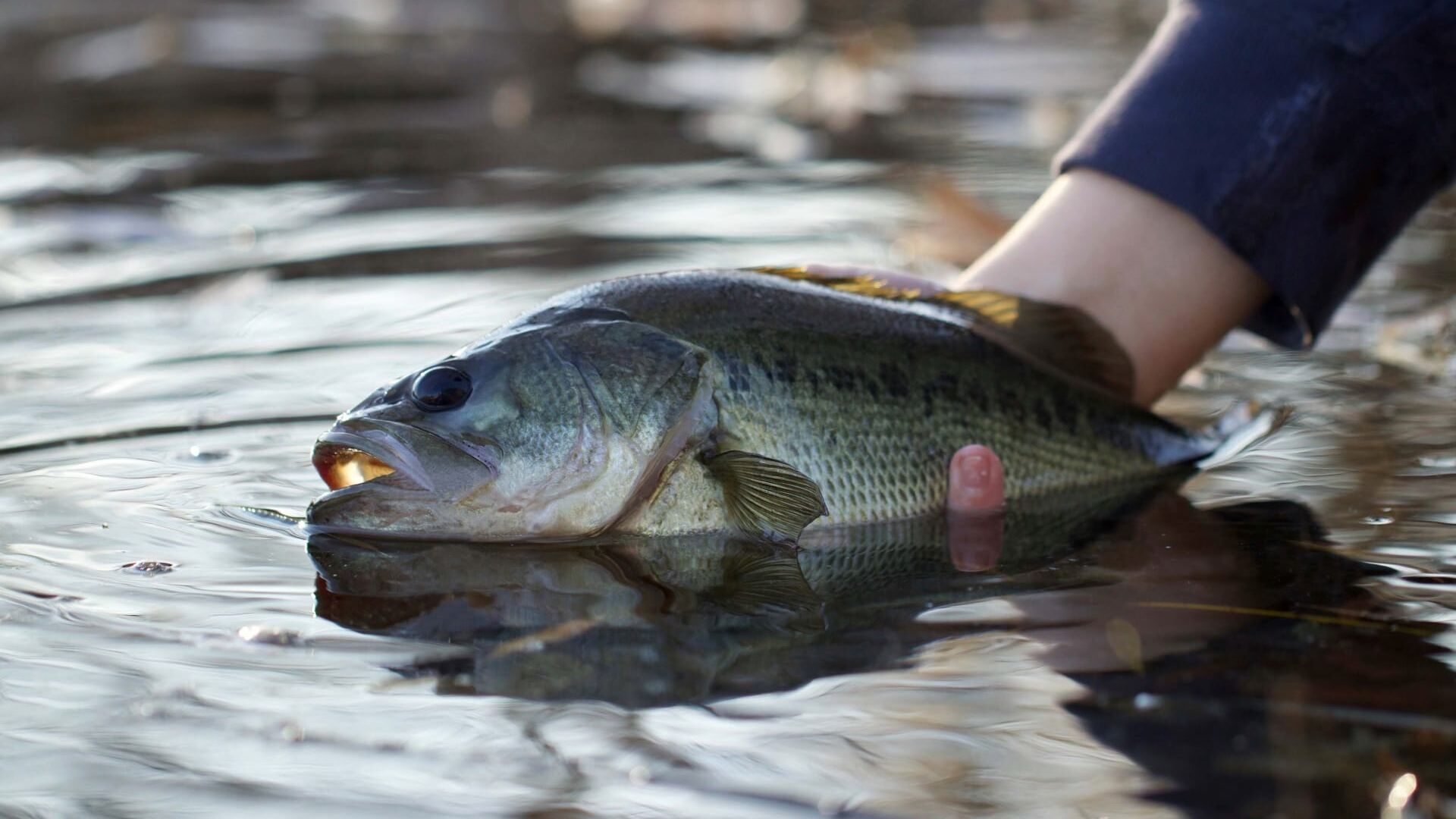 Label Pêche dans le Finistère
