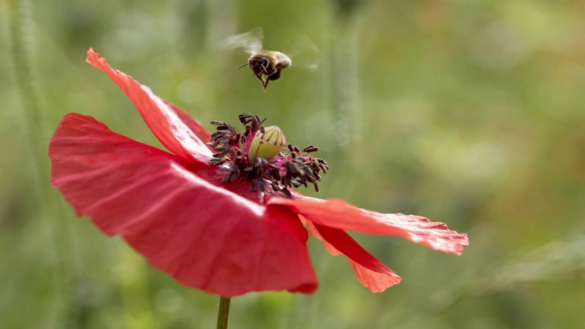 Rosenfeld, un paradis pour les abeilles